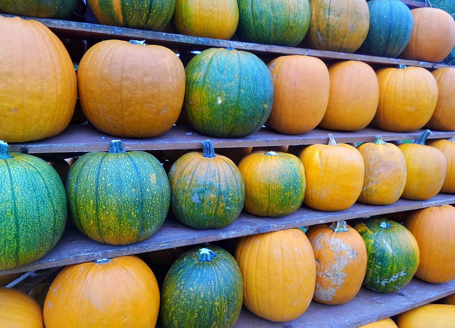 pumpkins, line, yellow, green, large group of objects, food and drink HD wallpaper