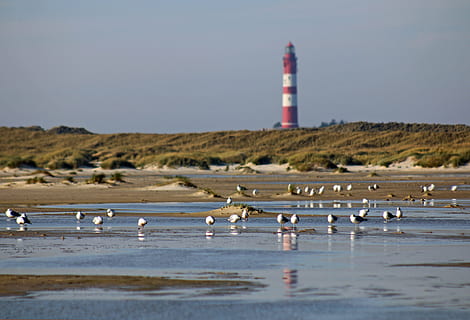 lighthouse, gulls, water, mood, sky, sea, maritime, holiday HD wallpaper