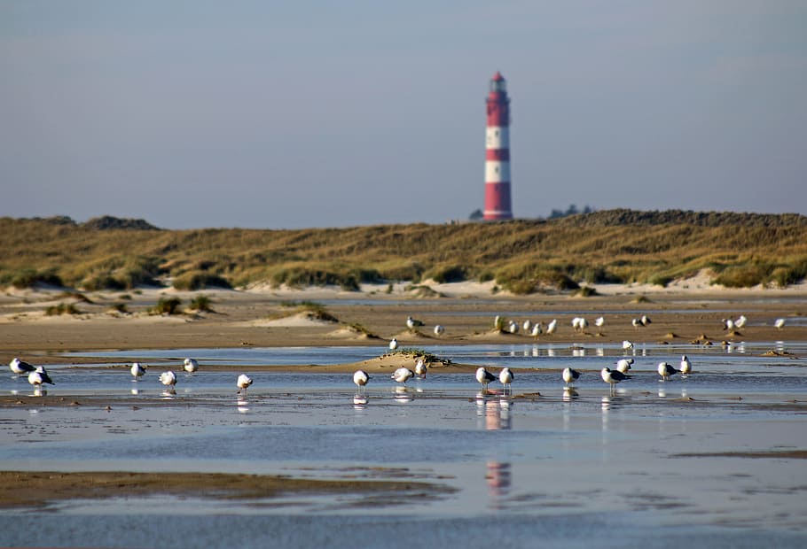 lighthouse, gulls, water, mood, sky, sea, maritime, holiday HD wallpaper