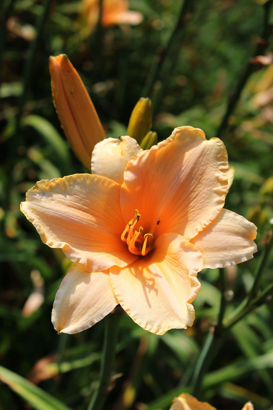 HD Wallpaper: Daylilies, Day Lilies, Flower, Plant, Garden, Beauty In ...