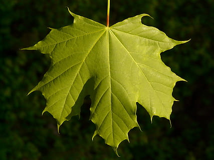 maple, maple leaf, tree, green, veins, norway maple, acer platanoides HD wallpaper