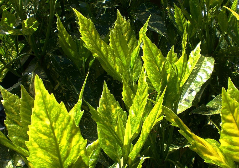Actinidia, Green, Leaf, Leaves, Plant, nature, green color HD wallpaper