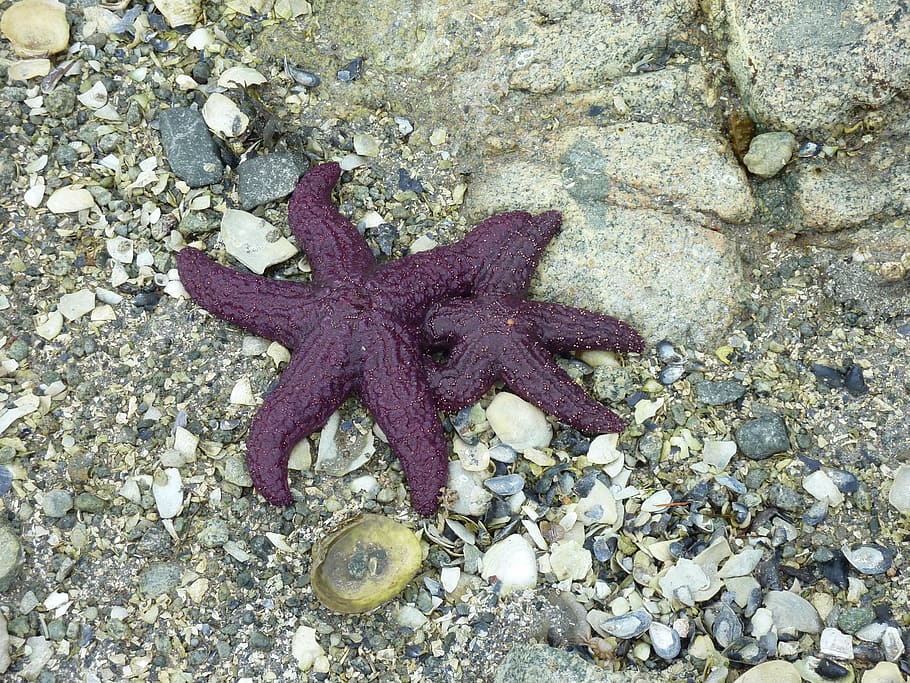 starfish, beach, fund, nature, mussels, animal themes, animal wildlife HD wallpaper