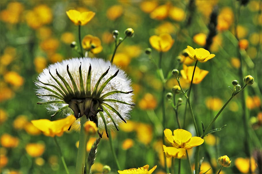 white dandelion and yellow flowers, spring, nuns, nature, plant HD wallpaper