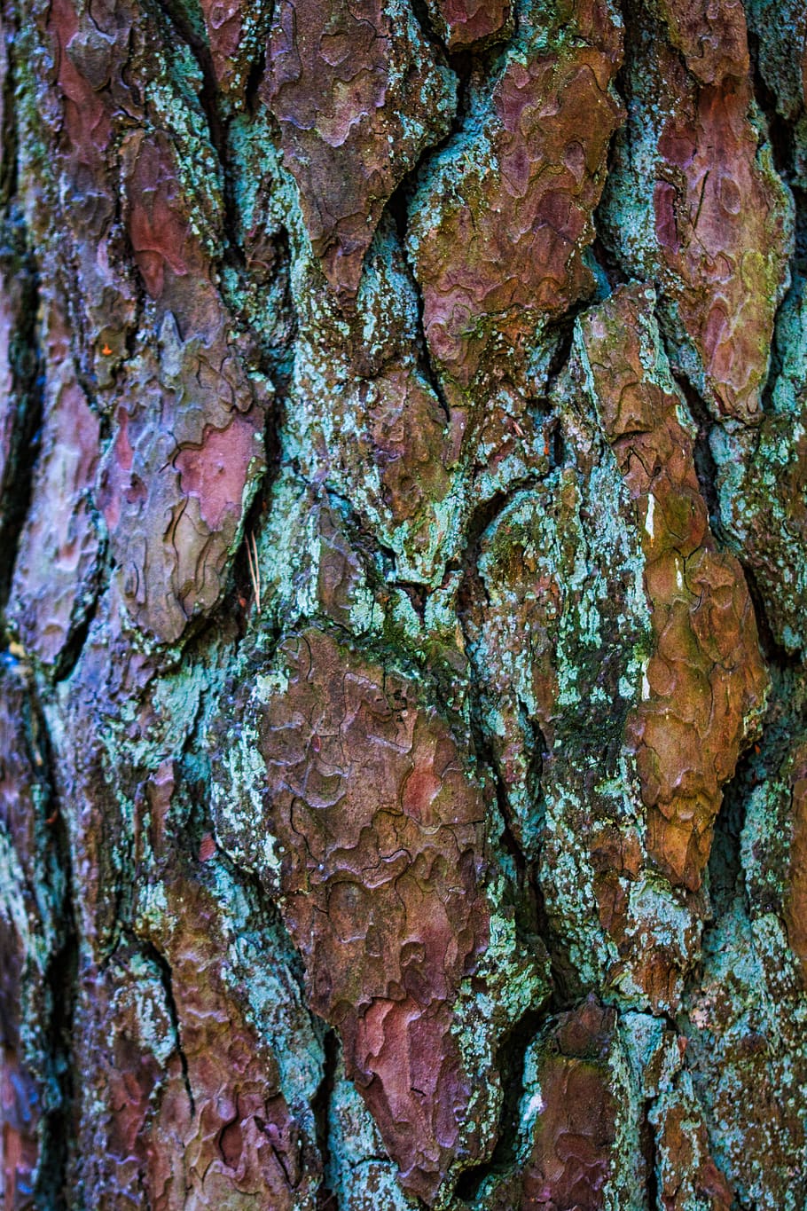 bark, tree, pine, tribe, wood, pattern, texture, structure HD wallpaper
