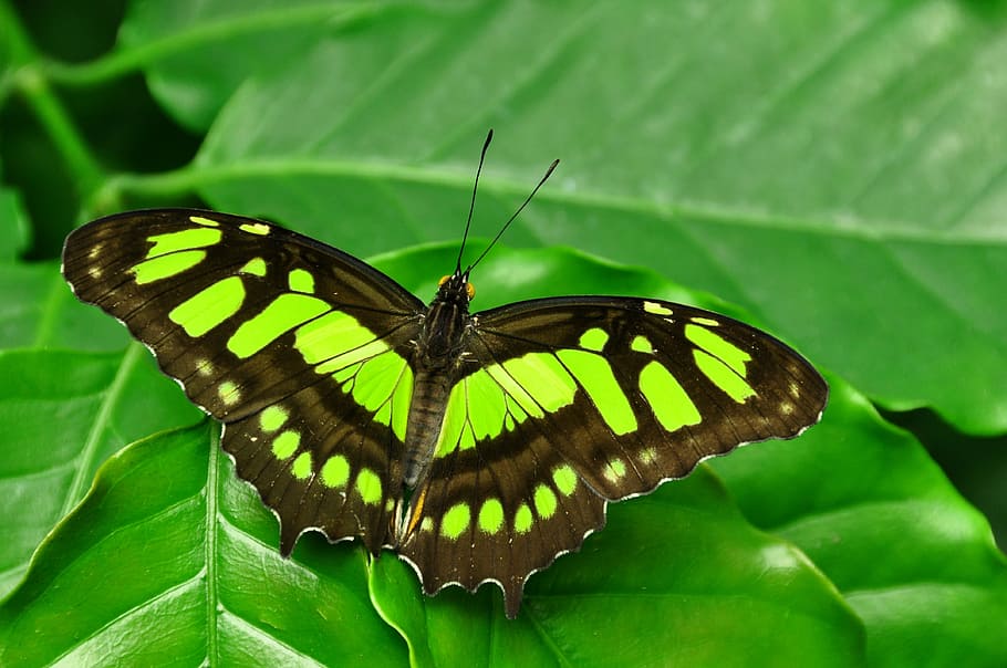 green Malachite butterfly perching on green leaf in close-up photography, HD wallpaper