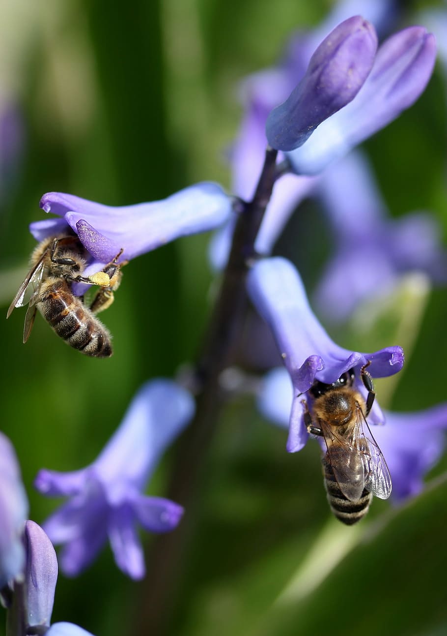 hyacinth, bee, pollination, blue, flower, insecta, petals, spring HD wallpaper