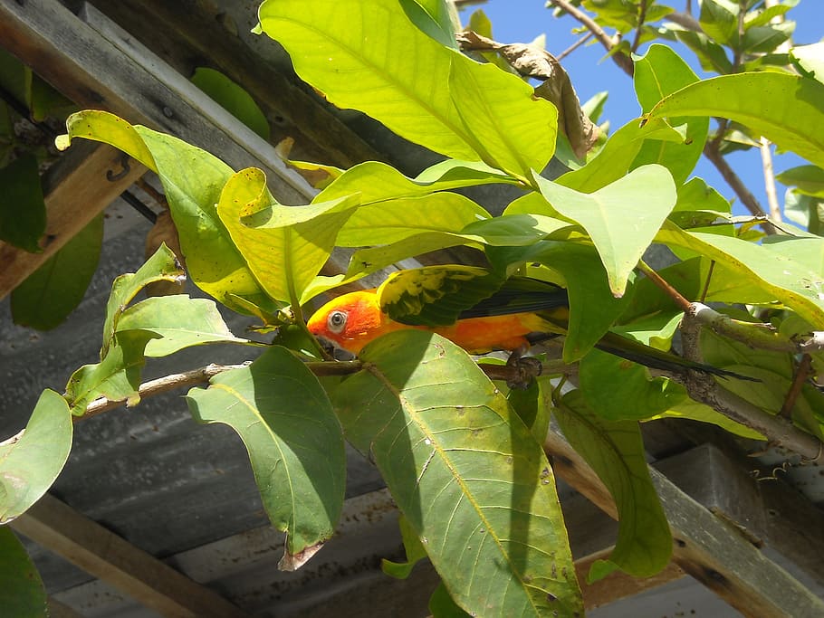 parrot, maldives, nature, leaf, yellow, plant part, green color HD wallpaper
