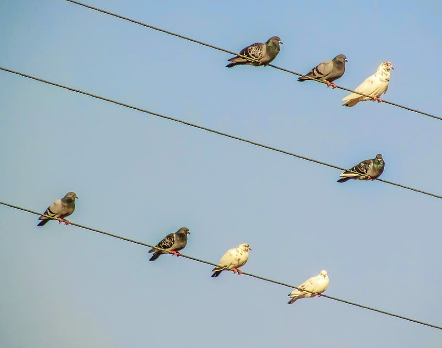 Birds, Wire, Group, Pigeons, resting, animal wildlife, cable HD wallpaper