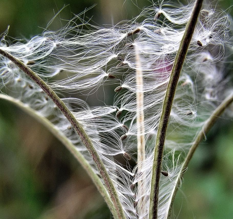 nature, flora, outdoors, pattern, leaf, closeup, plant, close-up HD wallpaper