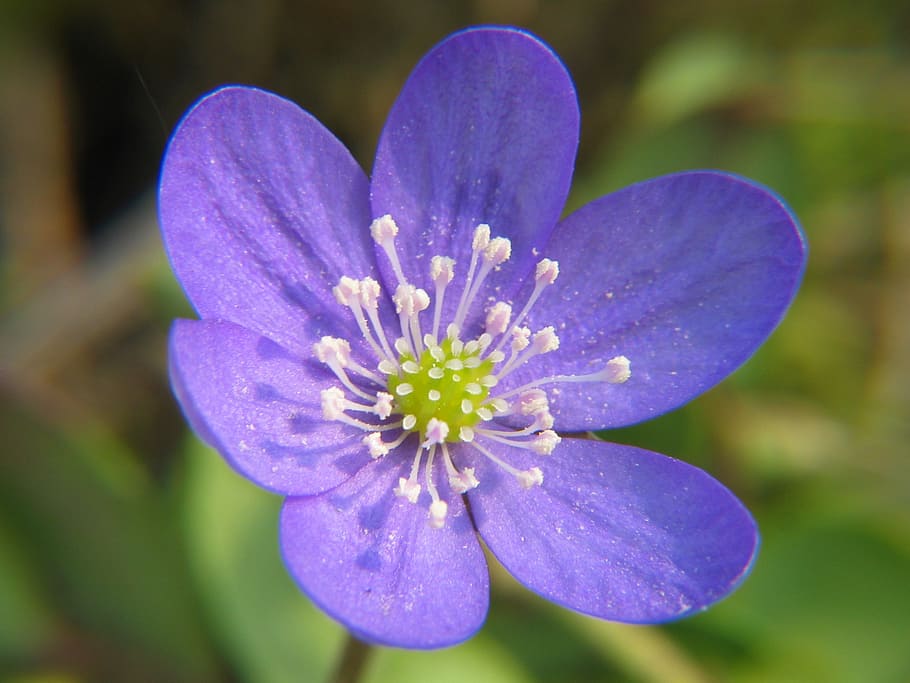 purple and white flower, hepatica, anemone, bloom, blossom, spring