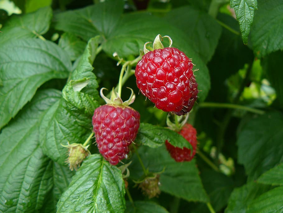 fruit, raspberries, garden, red, leaf, food and drink, green color HD wallpaper