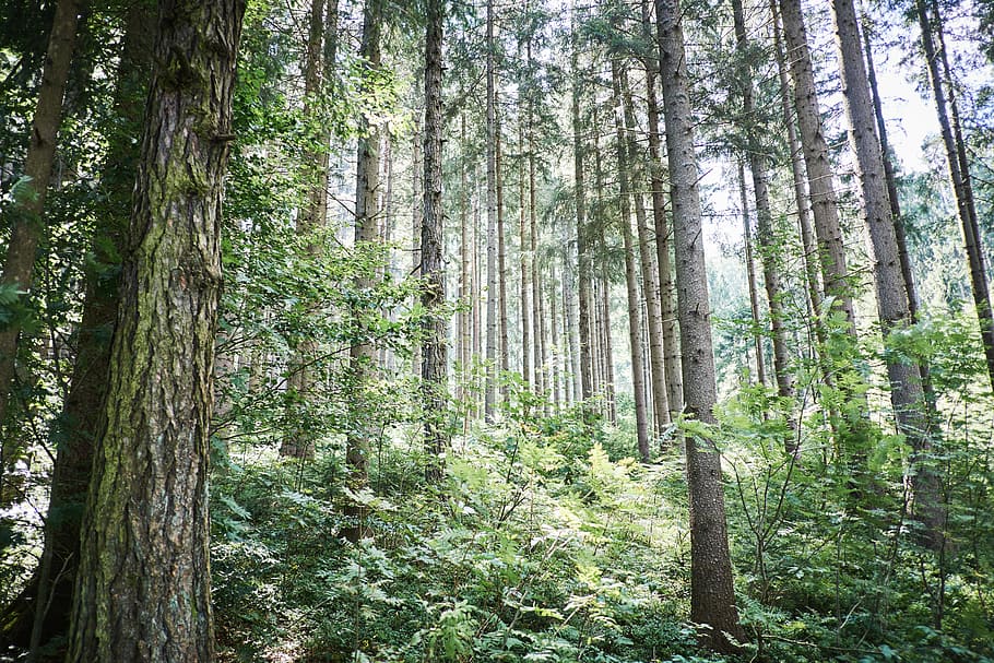 gray trees in forest during daytime, low, angle, photo, green HD wallpaper