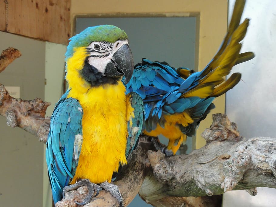 ara, parrot, bird, yellow, blue, macaw, animal, nature, wildlife HD wallpaper