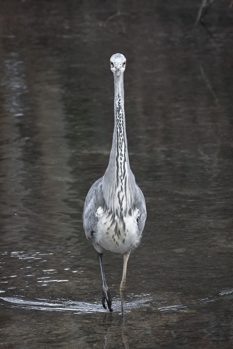 heron, grey heron, fish eater, bird, plumage, water, water bird HD wallpaper