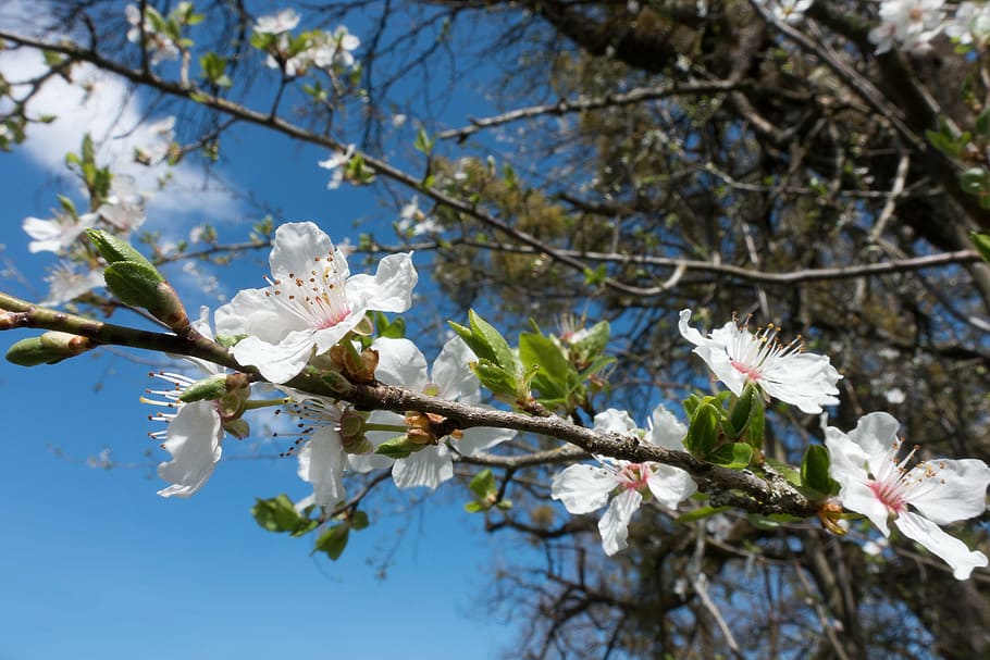 mirabelle, blossom, bloom, white, prunus domestica subsp, syriaca HD wallpaper