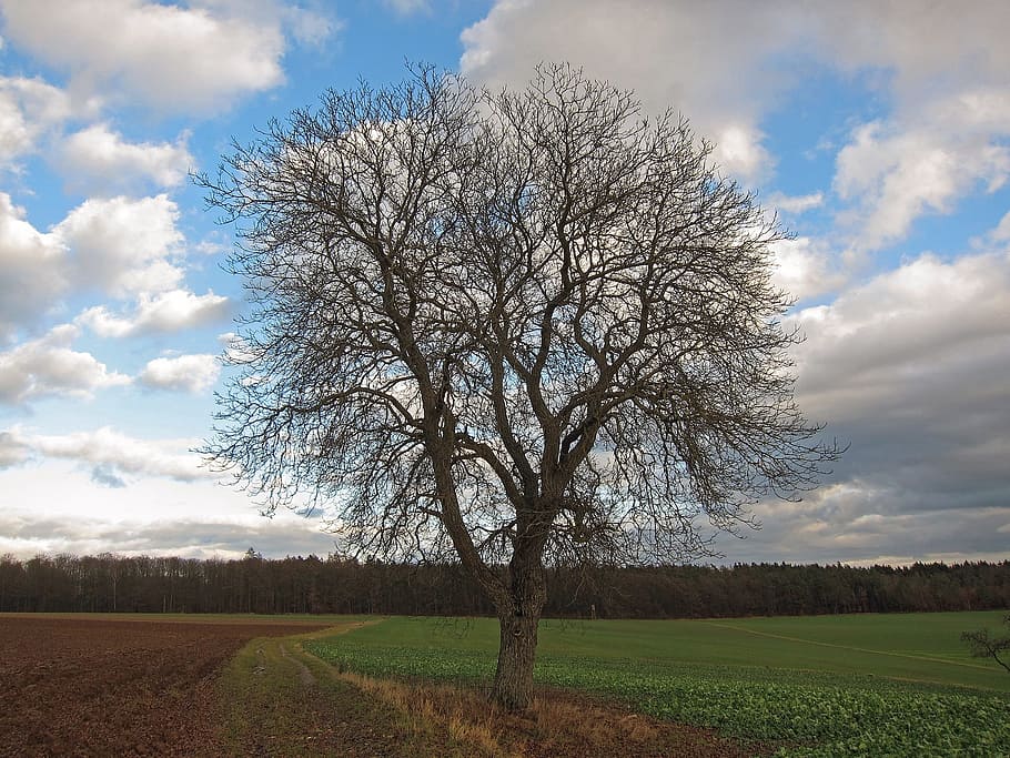 Germany, Landscape, Tree, Field, isolated, nature, outside HD wallpaper