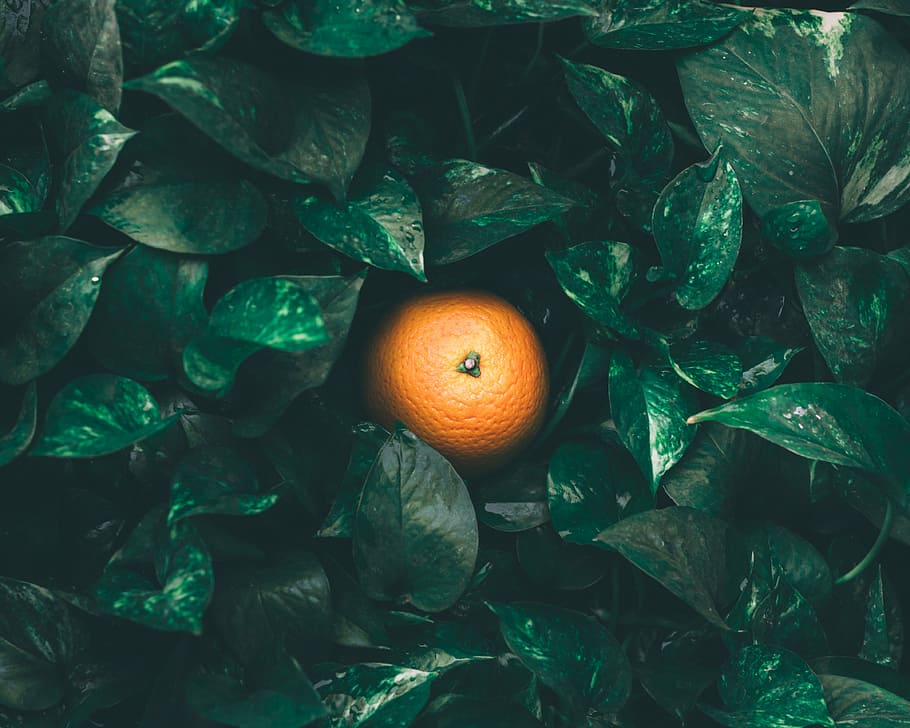 focused photo of orange fruit, orange fruit surrounded by green leaves HD wallpaper