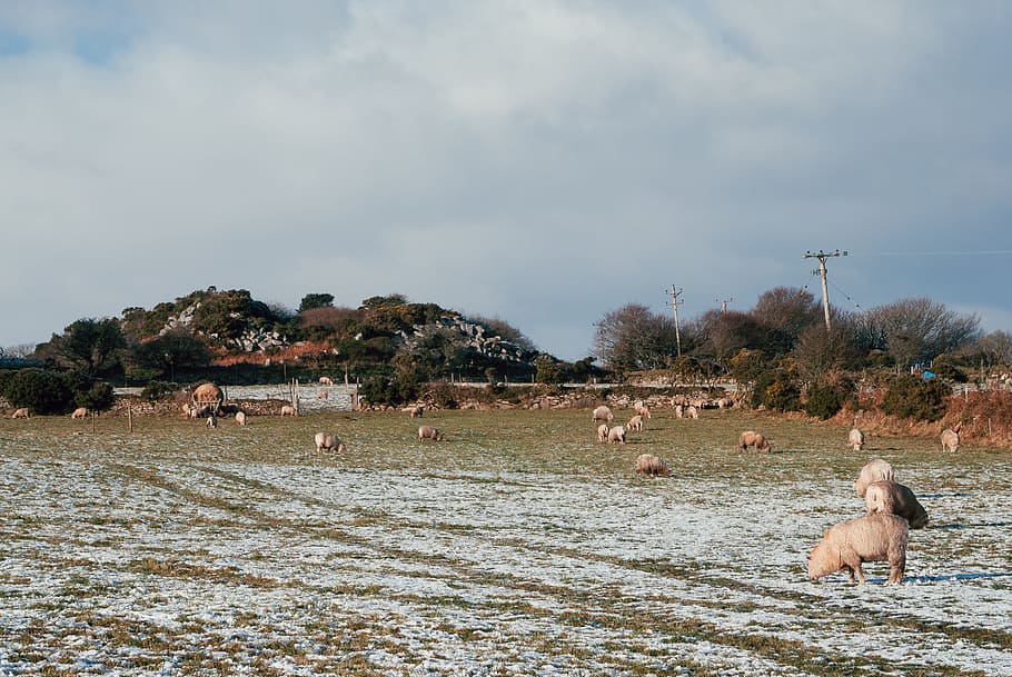 Sheep on field, animals, landscape, agriculture, rural Scene HD wallpaper