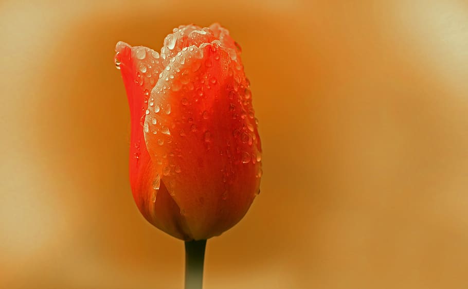 closeup photography of red tulips with water dews, dewdrop, plant, HD wallpaper