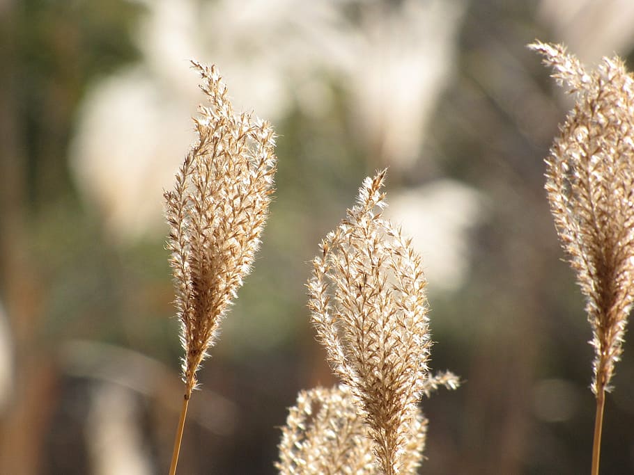 flowering, miscanthus, nature, plant, summer, close-up, agriculture HD wallpaper