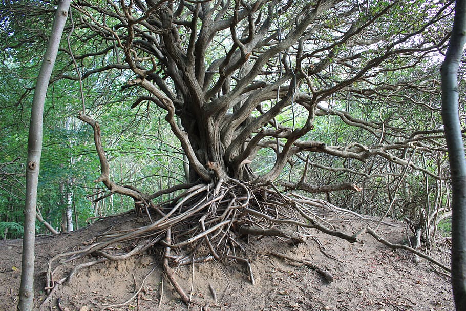 hiddensee, tree, nature, island, plant, tree trunk, tranquility, HD wallpaper