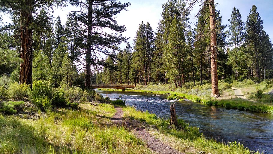 HD wallpaper: river between pine trees, Bridge, Green, Park, Landscape ...