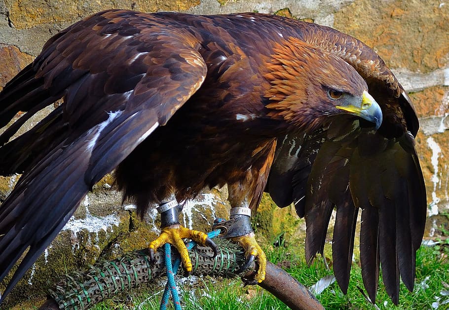 brown and white eagle near brown brick wall, raptor, bird, animal HD wallpaper