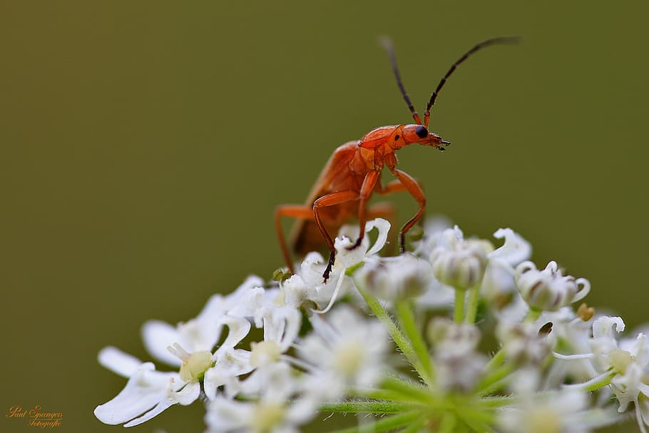Bug, Macro, Insects, Close Up, Nature, brazil, animal, close-up HD wallpaper