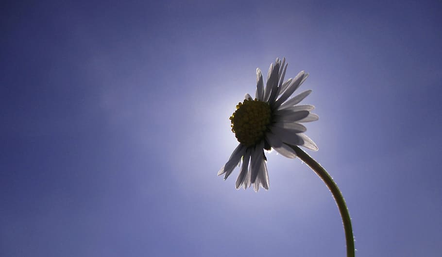 flower, sun, flowering plant, freshness, fragility, vulnerability HD wallpaper