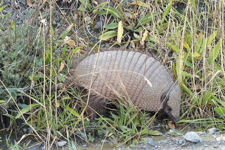nature, grass, armadillo, torres del paine, chile, southern chile, HD wallpaper
