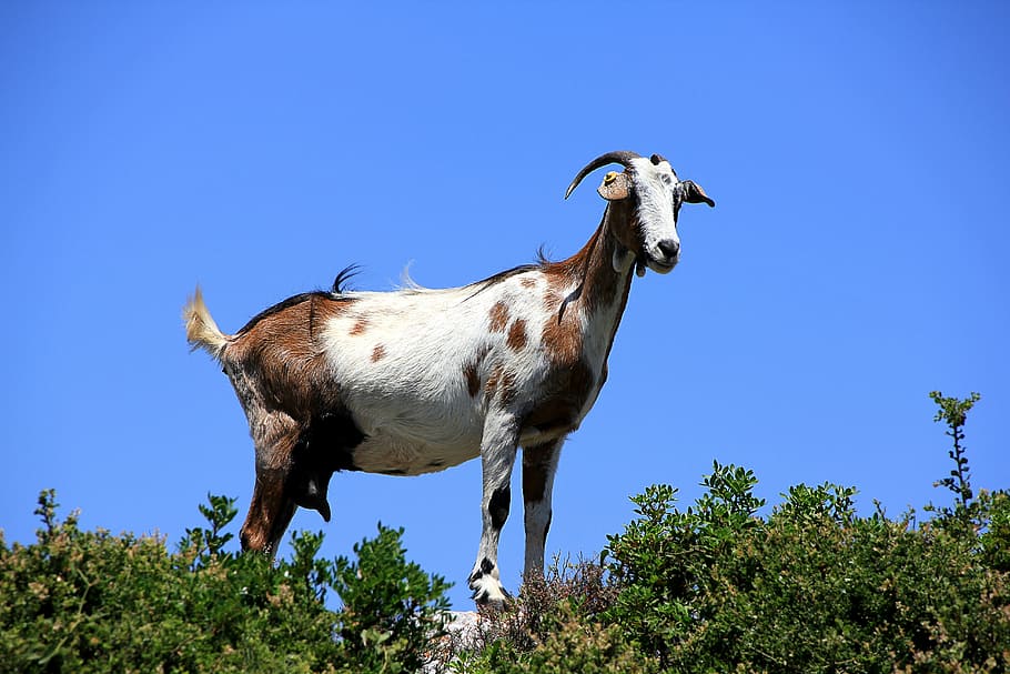 goat, greece, curious, livestock, domestic goat, zakynthos, HD wallpaper