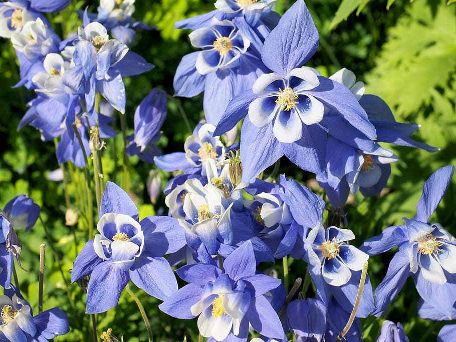 flowers, blue, close, nature, blue flower, flowering plant HD wallpaper