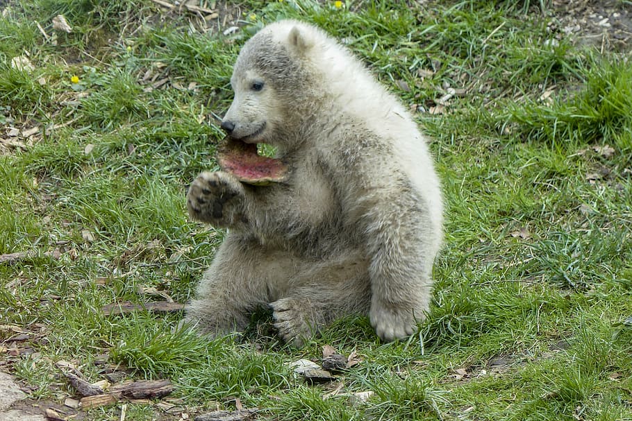 gray bear on green grass field, polar bear, cub, animal, mammal, HD wallpaper