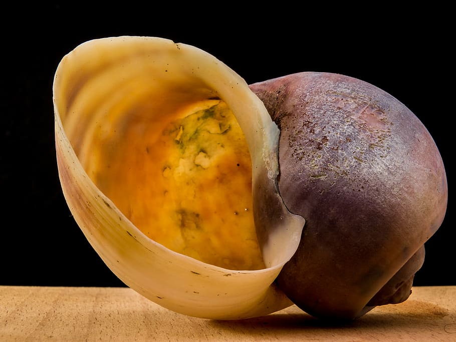 shell, snail, close, food and drink, healthy eating, wellbeing HD wallpaper