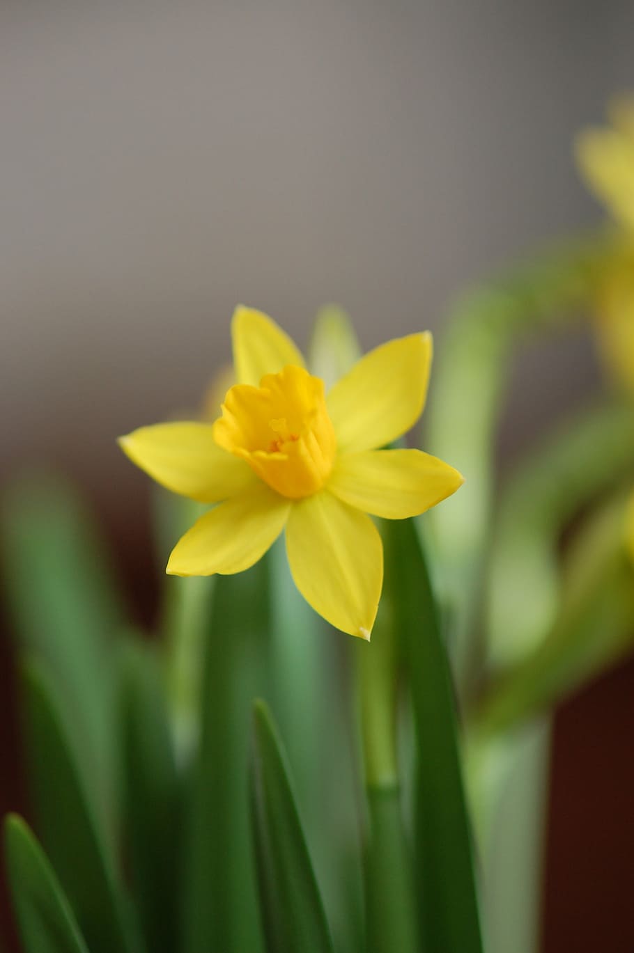 narcis, spring, yellow, easter flower, flowering plant, fragility HD wallpaper