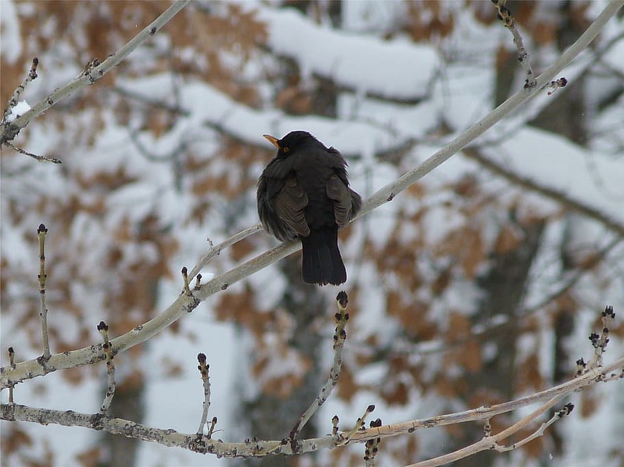 birds, animals, merle, black, winter, snow, cold, nature, animals in the wild HD wallpaper
