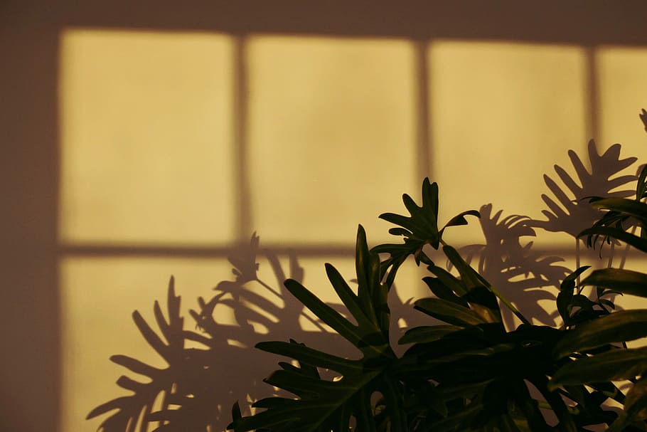 Free Photo  Succulent plant background wallpaper aesthetic nature dark  image