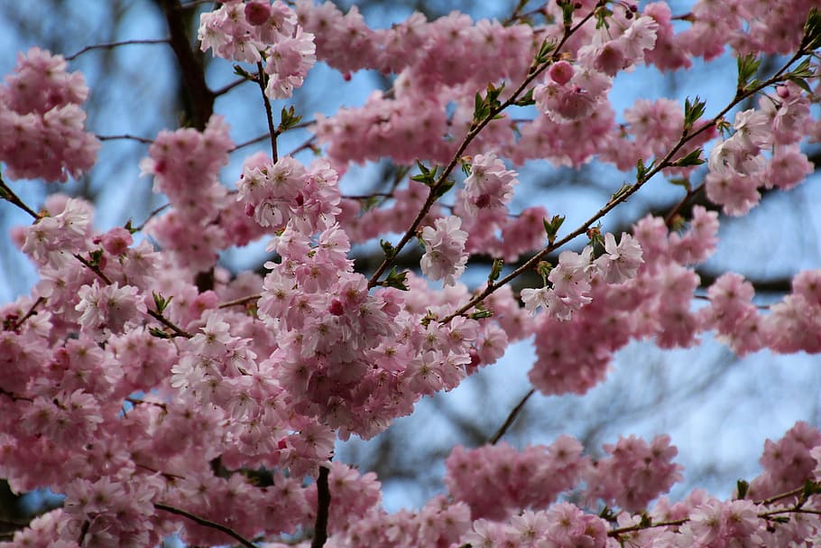 pink cherry blossom under blue sky during daytime, shallow focus photography of cherry blossom tree HD wallpaper