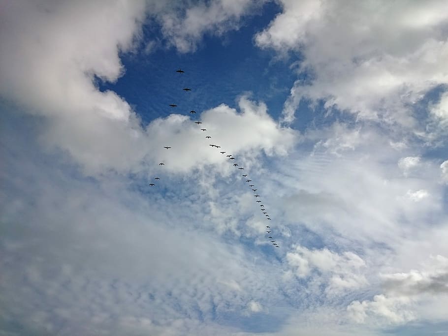 Birds, Migrating, Formation, Geese, Sky, clouds, animals, nature HD wallpaper