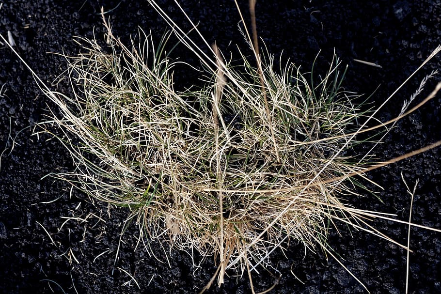 grass, heart, lava, plant, nature, no people, growth, land HD wallpaper