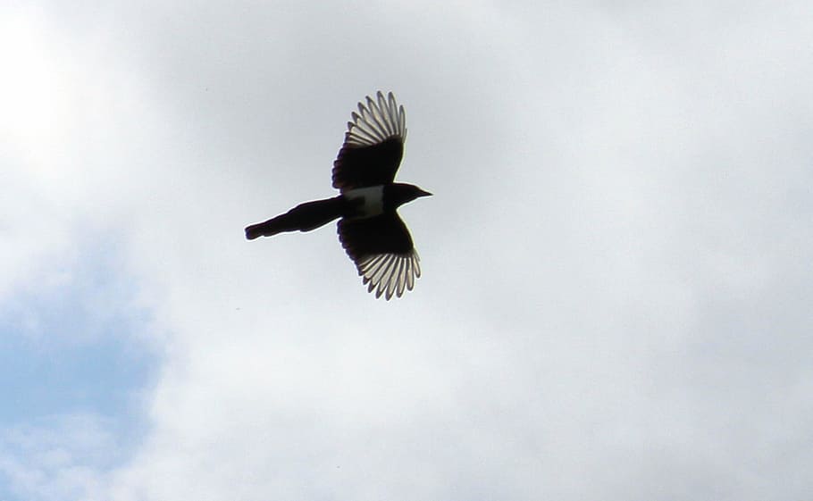 elster, bird, flight, slightly, clouds, sky, flying, animals in the wild HD wallpaper