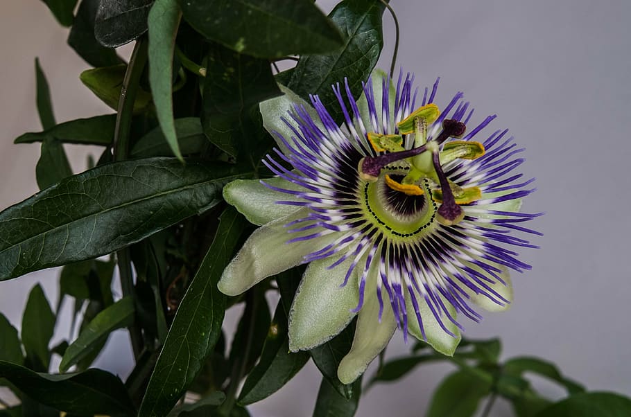 flower, blossom, bloom, close, passion flower, exotic blossoms HD wallpaper