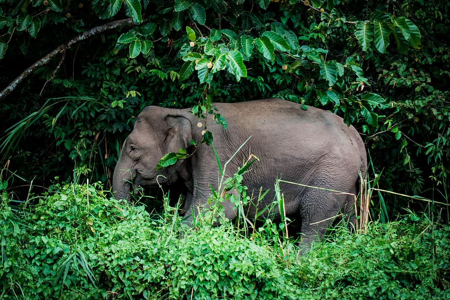 photo of gray elephant near trees, elephant on grass, in foliage, HD wallpaper