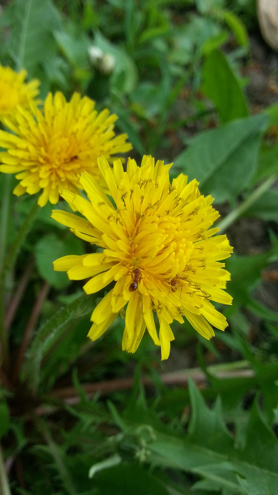 dandelions, ants, flowers, flowering plant, yellow, fragility HD wallpaper