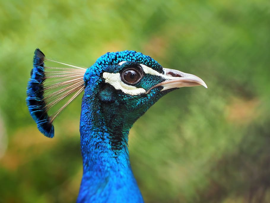 close-up photo of blue bird, Peacock, Head, Blue, Feather, peacock head