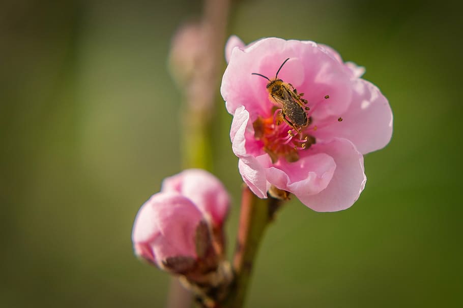 blossom, bloom, bee, insect, nectar, black, flower, pollination HD wallpaper