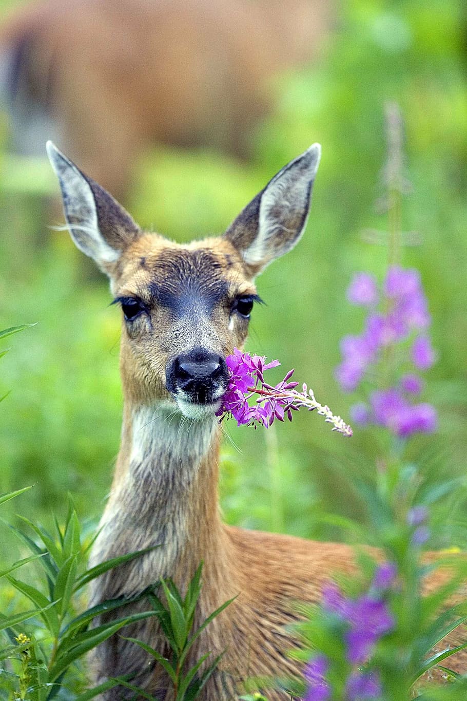 brown deer on green grasses, fireweed, tailed, black, sitka, deers, HD wallpaper