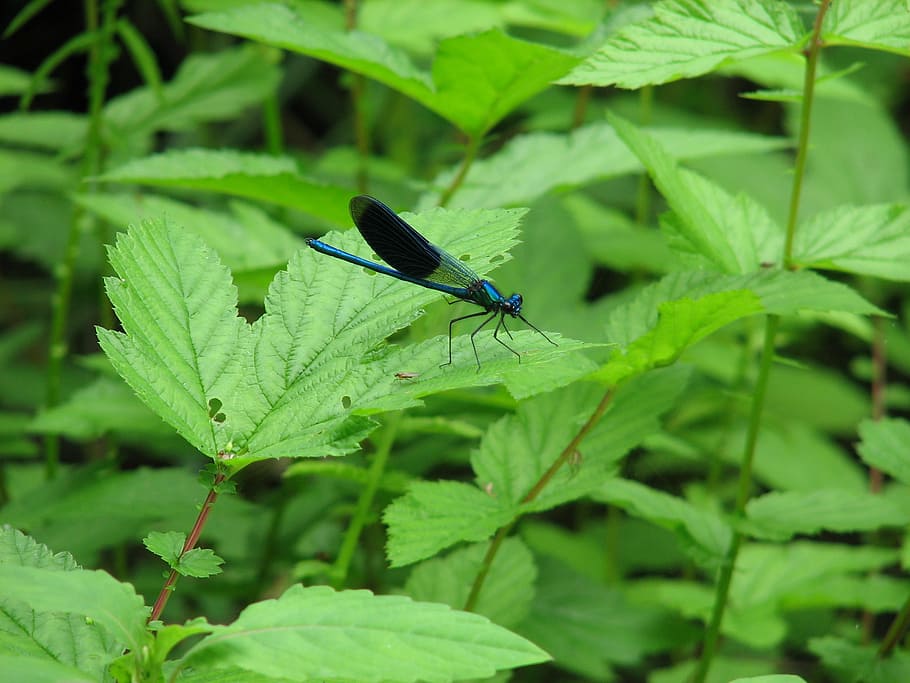 dragonfly, insect, nature, macro, wings, blue, leaf, bicolor HD wallpaper