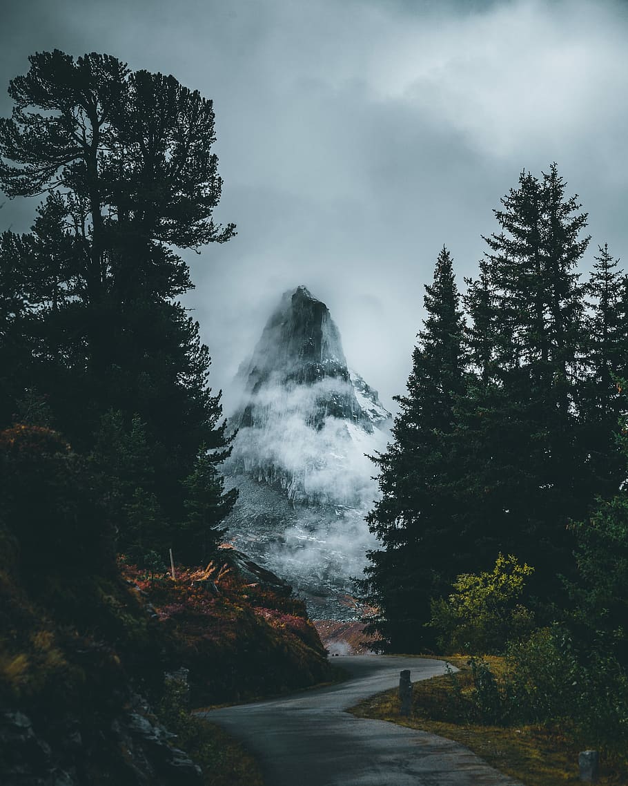 photo of road between trees, asphalt road and pine tree, foggy peak HD wallpaper